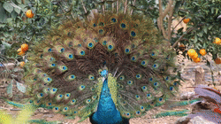 它們來啦!羊駝、設特蘭矮馬、浣熊等一大波萌寵,等你來圍觀 它們來啦!羊駝、設特蘭矮馬、浣熊等一大波萌寵,等你來圍觀