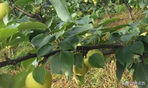 黃金梨哪裡產的好？