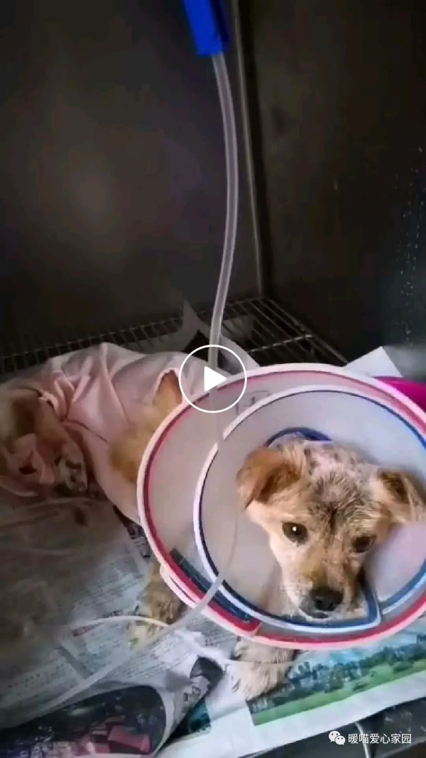 面板病癱瘓狗狗—小美的故事