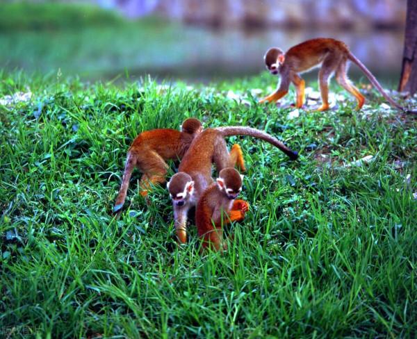 第3只出逃豹子依然找不到 杭州野生動物世界重新開放 第3只出逃豹子依然找不到 杭州野生動物世界重新開放