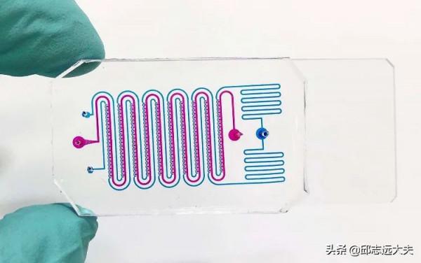 微流控晶片實現高通量人結腸腫瘤類器官的蠕動化培養 微流控晶片實現高通量人結腸腫瘤類器官的蠕動化培養