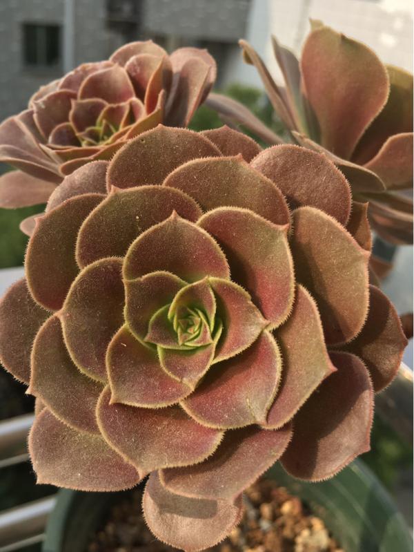 綠羊絨有股“臭襪子”味,養在家裡很“頭疼”,想趕緊丟掉 綠羊絨有股“臭襪子”味,養在家裡很“頭疼”,想趕緊丟掉