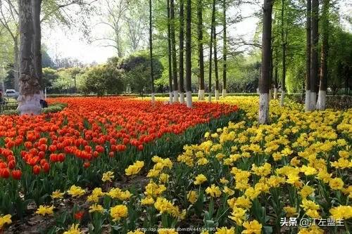 期待春天來了的時候，和你一日看盡長安花