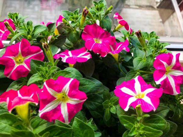 教你用花草走出emo