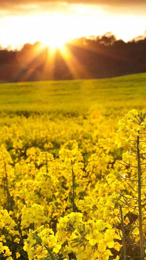 分享圖片，春天來了，滿山遍野的油菜花開了
