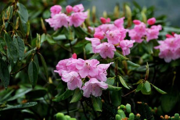 杜鵑花綻放，等你邀約