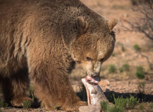 俄羅斯釣翁一鉤釣著一頭大棕熊，原來是棕熊把他扯下了湖岸邊