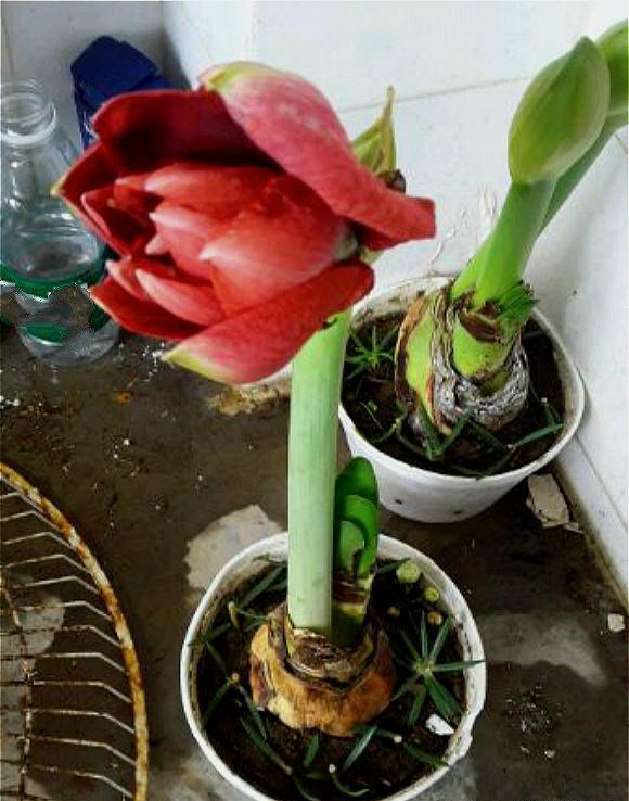 5種漂亮的花，要用“小盆”養，否則會影響生長和開花，別忽視