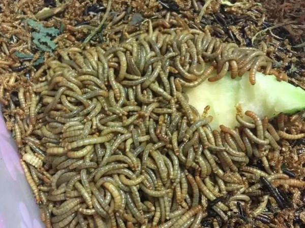 麵包蟲的各種八卦 麵包蟲的各種八卦