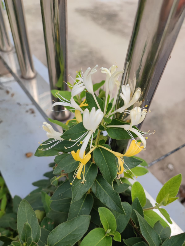 7種植物作用大,是老中醫的好幫手,在家養一盆,養人養身心 7種植物作用大,是老中醫的好幫手,在家養一盆,養人養身心