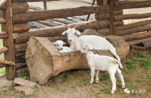 秋日農場嗨玩!露營野餐,種菜摘果,過嚮往的田園生活 秋日農場嗨玩!露營野餐,種菜摘果,過嚮往的田園生活
