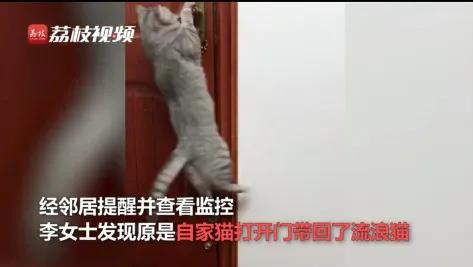 家有養貓的,記得安鎖,以防你的貓帶朋友來吃窮你 家有養貓的,記得安鎖,以防你的貓帶朋友來吃窮你