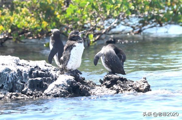 我拍的10種動物,你能認出一半就很厲害了 我拍的10種動物,你能認出一半就很厲害了