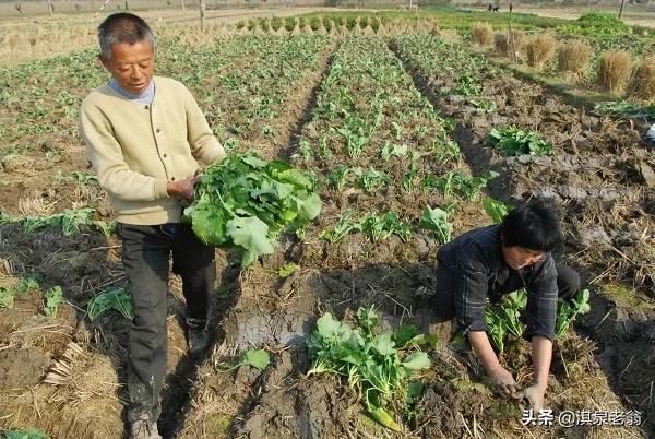 油菜如何移栽,才能形成壯苗越冬 油菜如何移栽,才能形成壯苗越冬