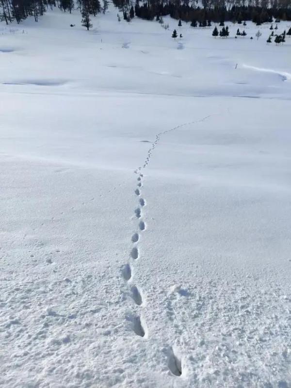 冬日仙境喀納斯，網紅小狐狸來代言