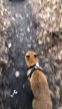 女主人養了一隻沒眼睛的狐狸，一隻沒腿總“翻車”的狗子，網友們：太可愛了吧