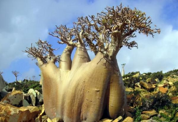 9種“懶人花”，適合小盆養，管得“少”一些，才能多開花