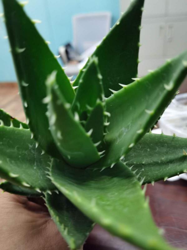 家中空氣不清新？養這5種植物，清香怡人