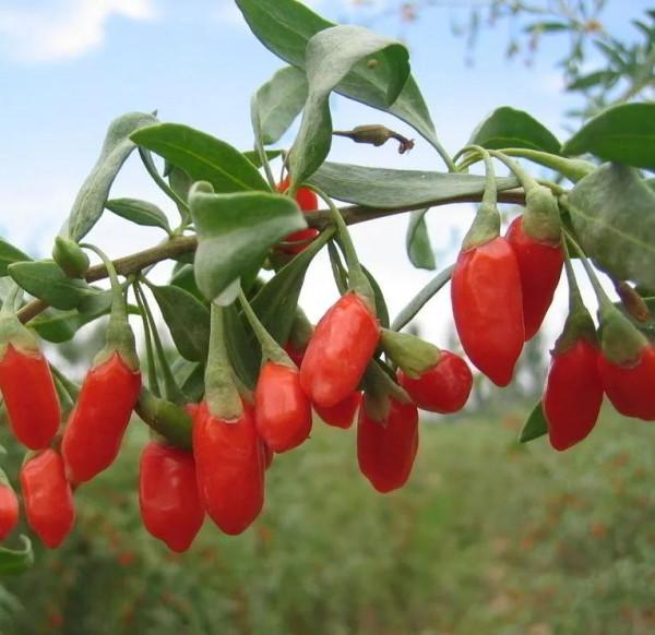 中藥裡的“全身是寶”系列之（四）——枸杞