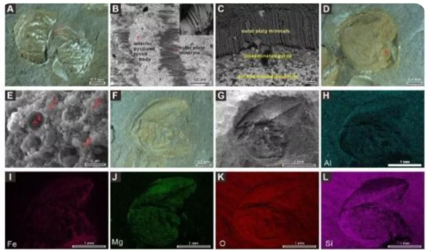 科技資訊｜“嫦娥五號”揭示著陸區月表水含量；內蒙古發現全球最早花蕾化石
