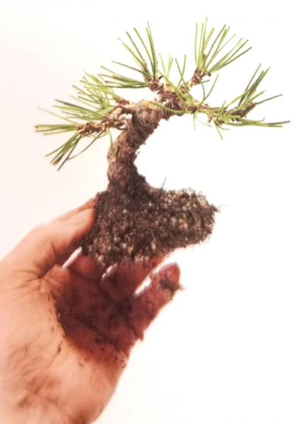 新手竟敢對黑松下手，18個月替它“逆天改命”，玩出盆景造型