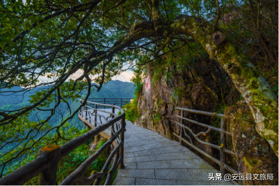 江西這個98%森林覆蓋率的“天然氧吧”,年均氣溫15.1℃,雲端之上的絕美林海超治癒! 江西這個98%森林覆蓋率的“天然氧吧”,年均氣溫15.1℃,雲端之上的絕美林海超治癒!