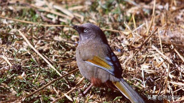 罕見!雲南昭通首次發現一種鳥,個頭不大卻漂亮,專家:我國特有 罕見!雲南昭通首次發現一種鳥,個頭不大卻漂亮,專家:我國特有