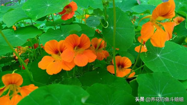 養花怕麻煩,可以選擇旱金蓮,遇水瘋長,無病害還勤花 養花怕麻煩,可以選擇旱金蓮,遇水瘋長,無病害還勤花