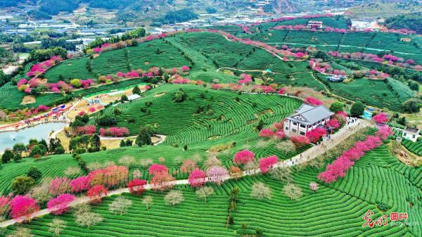 春滿茶園迎客來