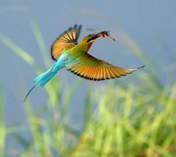 可愛漂亮的小鳥（圖片欣賞）