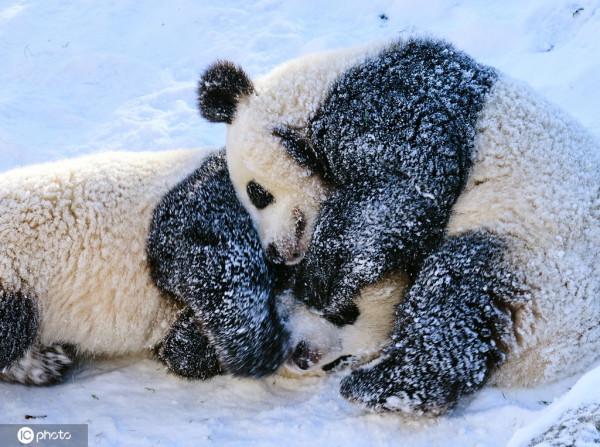 柏林大熊貓雙胞胎已斷奶 將擇期返回中國