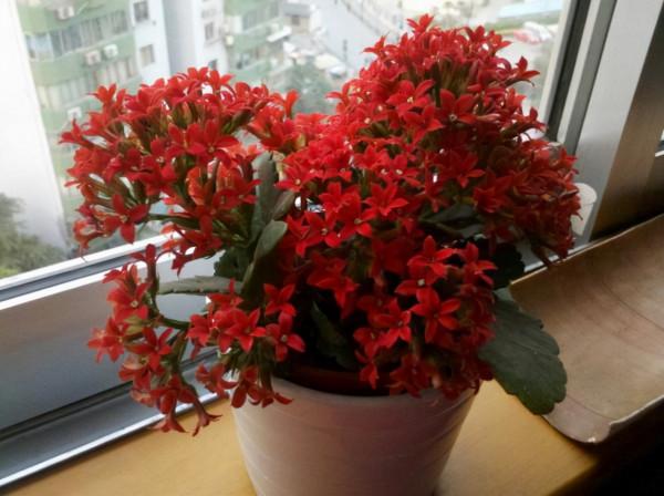 適合“懶人”養的5種花，耐陰又耐旱，扔在客廳1個月，依舊旺盛