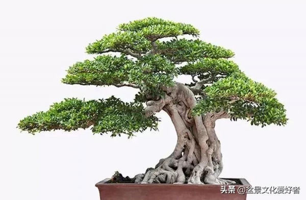 盆景的極佳樹種:中華蚊母 盆景的極佳樹種:中華蚊母