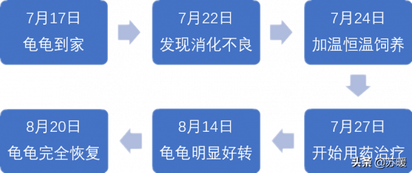 龜苗腸胃炎治療案例分享！教你針對性選擇治療環境和方法