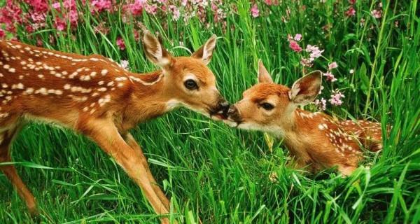 還在等什麼？荔波古鎮有漂亮梅花鹿出沒，可去拍照餵食