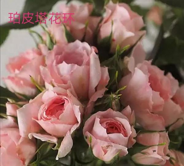 德國科德斯又一系列——花環系列月季 德國科德斯又一系列——花環系列月季