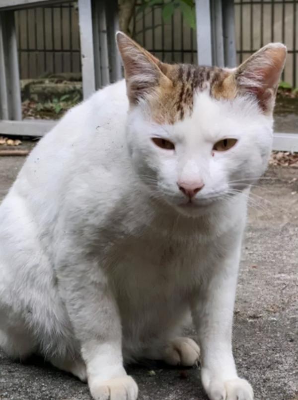 成為社群一霸的流浪貓,被保安大叔收服,還混了個編制 成為社群一霸的流浪貓,被保安大叔收服,還混了個編制