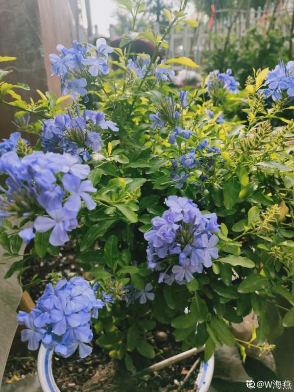 6種花，不怕太陽曬，太陽底下嗖嗖長個兒