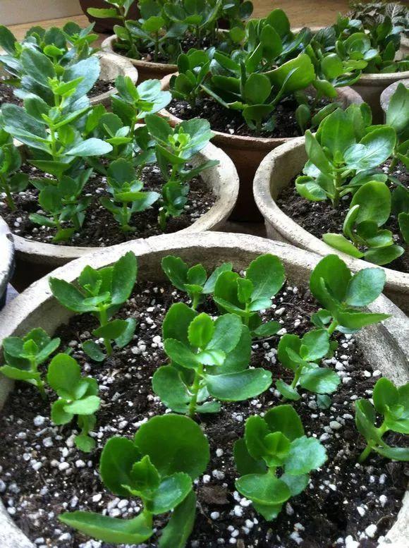 秋天快扦插，10種花不用買，掰個枝子插土裡，嗖嗖生根，成活率高