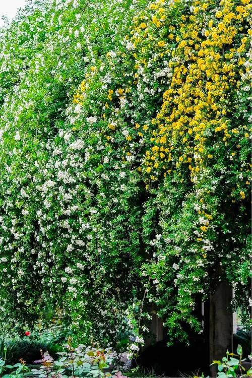 淡雅芬芳木香花