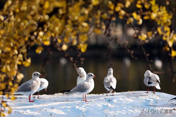 紅嘴鷗漫天,銀杏灑金,初冬翠湖風景入畫來 紅嘴鷗漫天,銀杏灑金,初冬翠湖風景入畫來