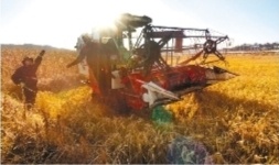 旱田裡種水稻 節約成本又增收 旱田裡種水稻 節約成本又增收