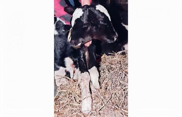 巴西一農場出生突變雙頭牛犢,上月在土耳其也出現同樣小牛 巴西一農場出生突變雙頭牛犢,上月在土耳其也出現同樣小牛