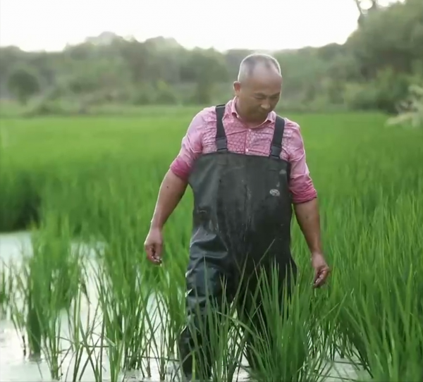 浙江大爺養殖烏鱉，透過稻鱉共養走向致富，年銷售額五千萬元