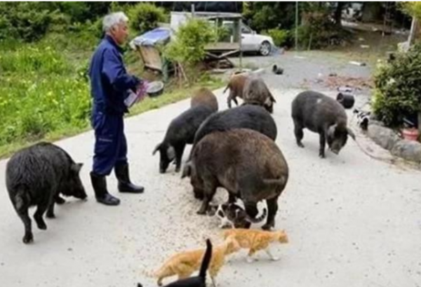 日本老人居住核洩漏區,照顧變異動物6年,有人卻希望他早點過世 日本老人居住核洩漏區,照顧變異動物6年,有人卻希望他早點過世