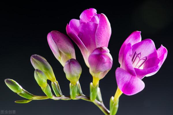 秋冬季節最容易“造假”的花草清單，購買需謹慎，擦亮眼睛