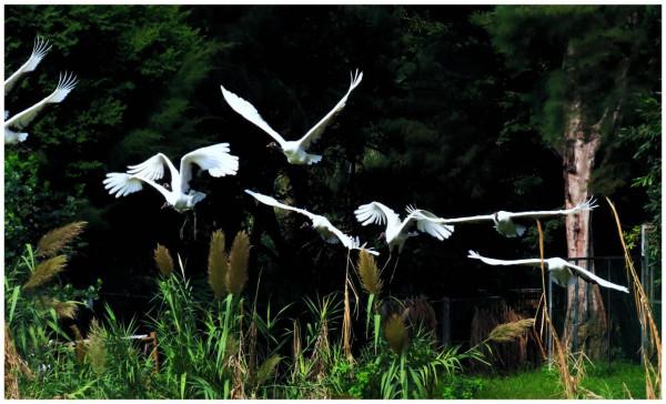 鶴舞端州迎國慶 鶴舞端州迎國慶