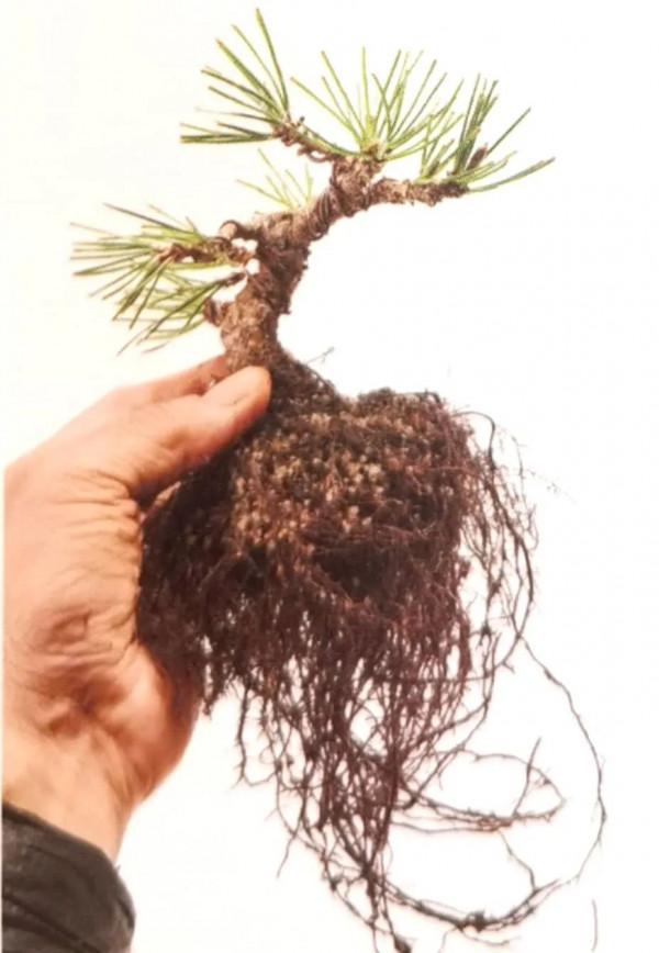 新手竟敢對黑松下手，18個月替它“逆天改命”，玩出盆景造型