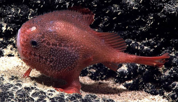 20多年後，有“手”的魚再次被發現，專家：第六次大滅絕或已開始