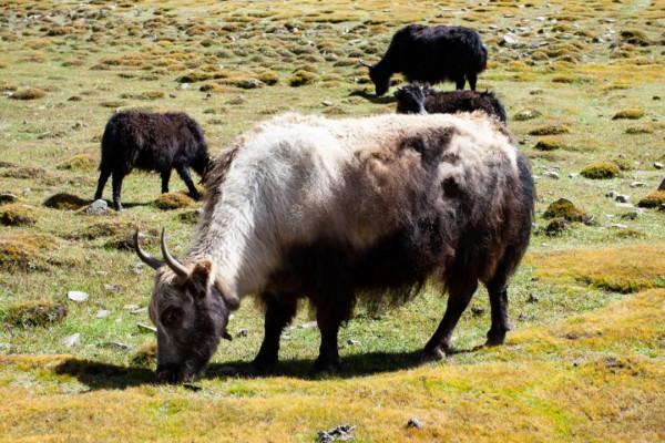 川西環線之旅 - 逃離稻城 川西環線之旅 - 逃離稻城